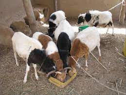 Un Tournant Historique pour la Santé Animale au Niger : Livraison Record de Vaccins par le Colonel Mahamane Elhadj Ousmane