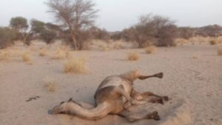 Révélation d'une catastrophe écologique à Tabélot, Niger, où l'activité minière imprudente entraîne l'empoisonnement mortel de la faune