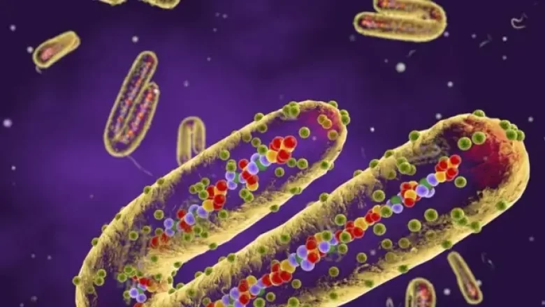 Épidémie de Marburg en Tanzanie : un virus mortel à l'origine d'une fièvre hémorragique, des efforts internationaux mobilisés pour contenir
