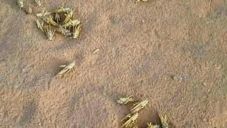 Le Maroc se mobilise face à une invasion de criquets pèlerins venue d’Algérie, mais cette lutte acharnée à Mhamid el Ghizlane