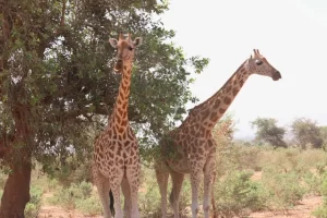 À Kouré, la beauté des girafes a captivé une délégation internationale, marquant l'ouverture de la saison touristique nigérienne 