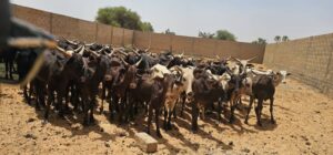 Transformant un don personnel en acte national, le Président Tiani du Niger a rétrocédé un troupeau de bœufs au Fonds de Solidarité pour la Sauvegarde de la Patrie, un geste puissant pour l'intérêt collectif.