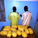 À Konni, les forces nigériennes ont intercepté 57 kilos de cannabis et des milliers de pilules psychoactives. Deux trafiquants présumés ont été arrêtés. L’OCRTIS intensifie sa lutte contre les réseaux transfrontaliers de stupéfiants