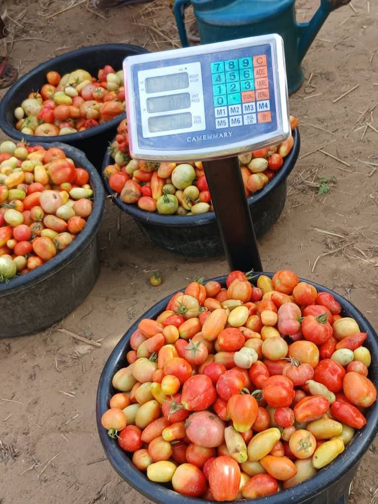Niger : à Dogo, le maraîchage booste revenus et sécurité alimentaire