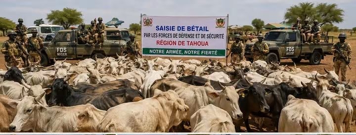 Tahoua : plus de 5 000 têtes de bétail saisies, 142 personnes interpellées
